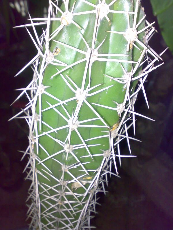 Una foto de Pachycereus pecten-aboriginum