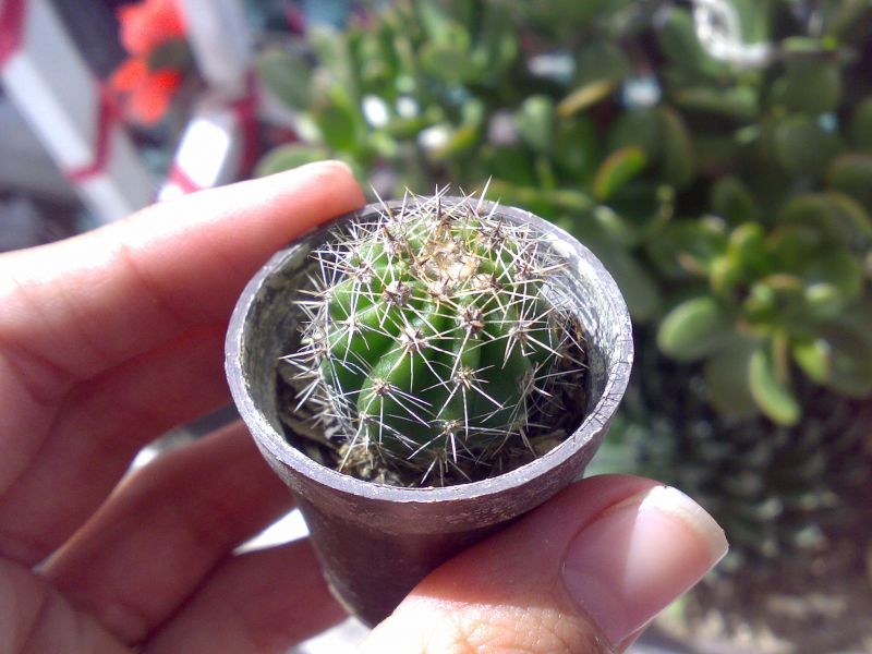 A photo of Echinopsis oxygona