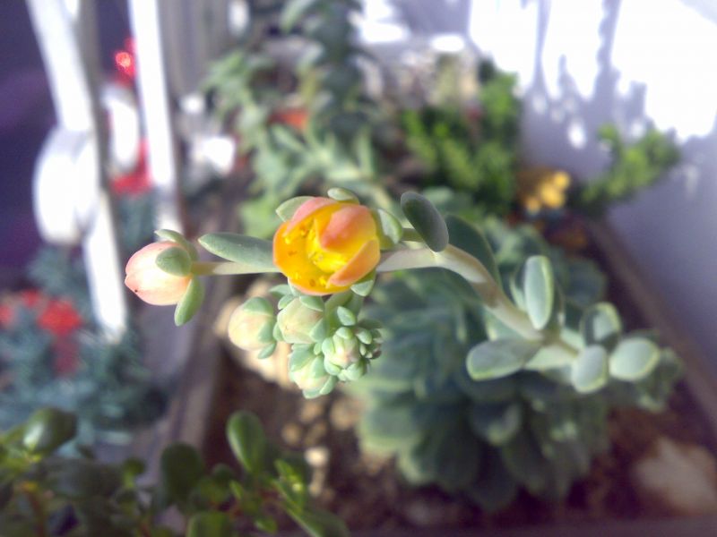 Foto de un cactus que se está identificando actualmente