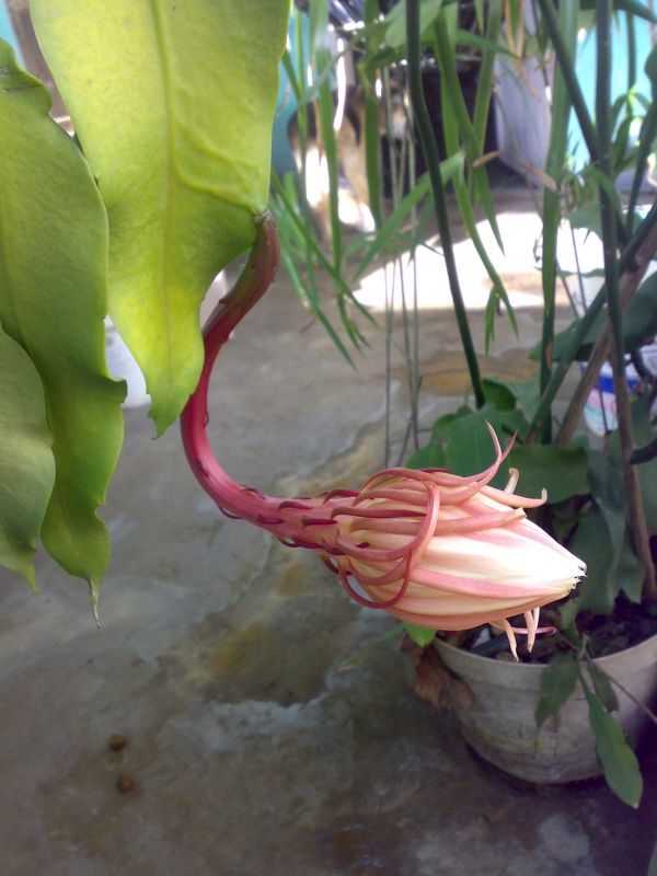 A photo of Epiphyllum oxypetalum