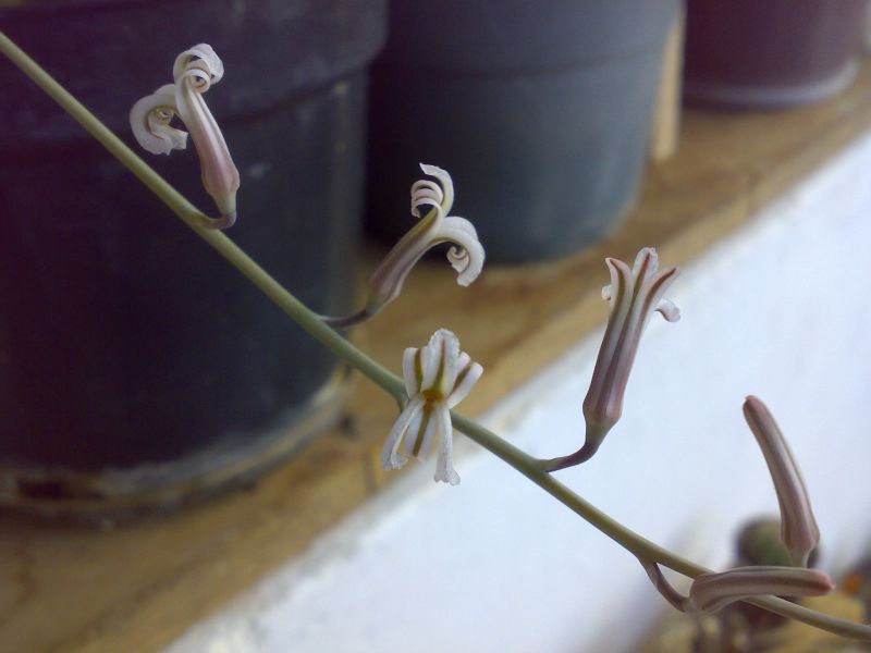 A photo of Haworthia attenuata