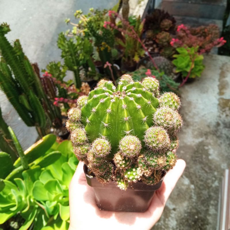 A photo of Echinopsis oxygona
