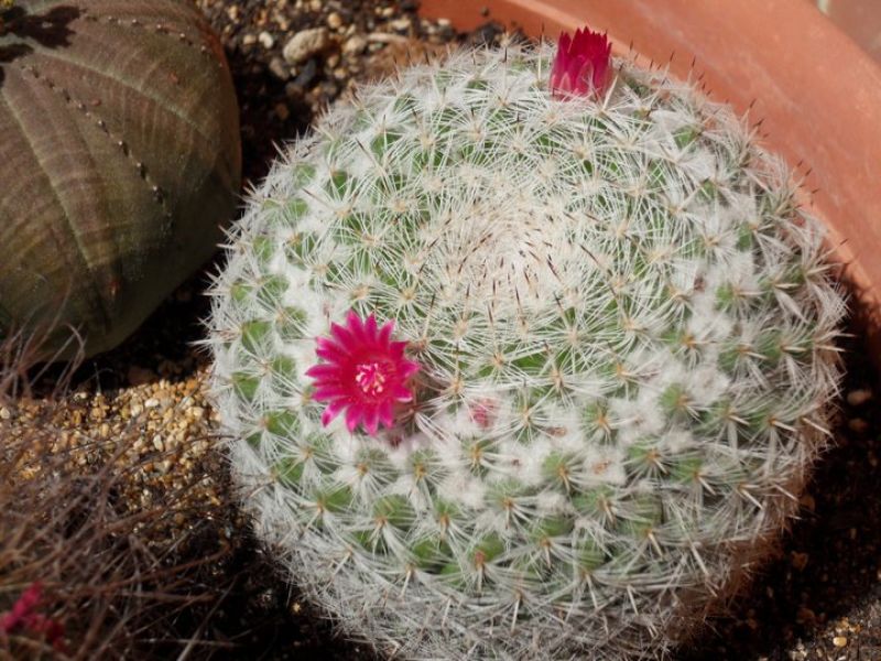 Photo of a cactus currently being identified