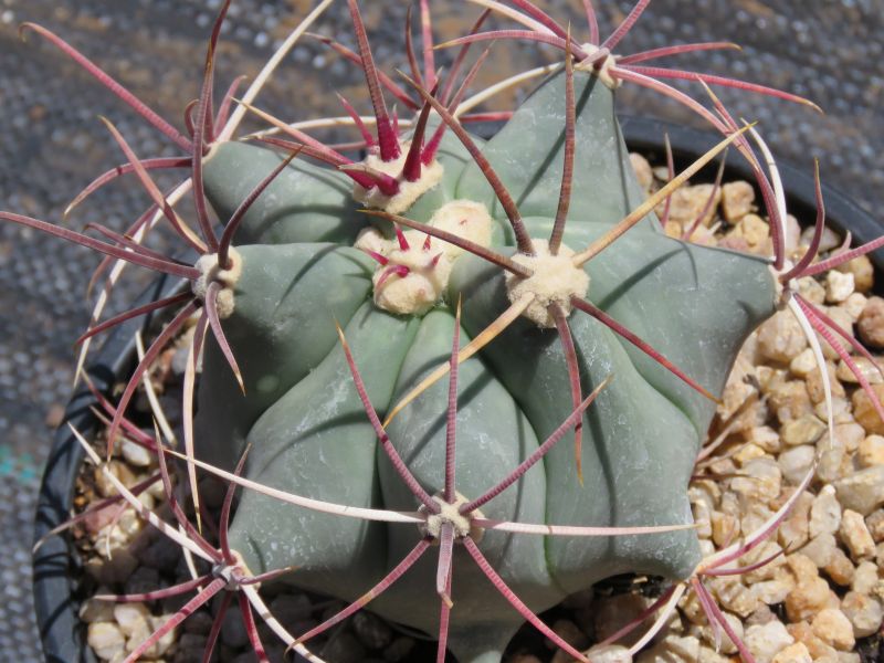 A photo of Ferocactus emoryi
