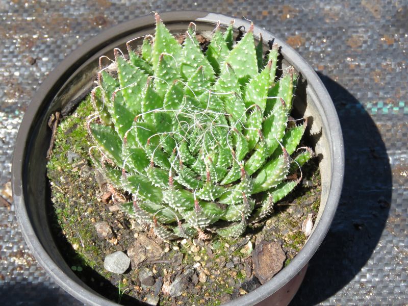 Una foto de Haworthia herbacea