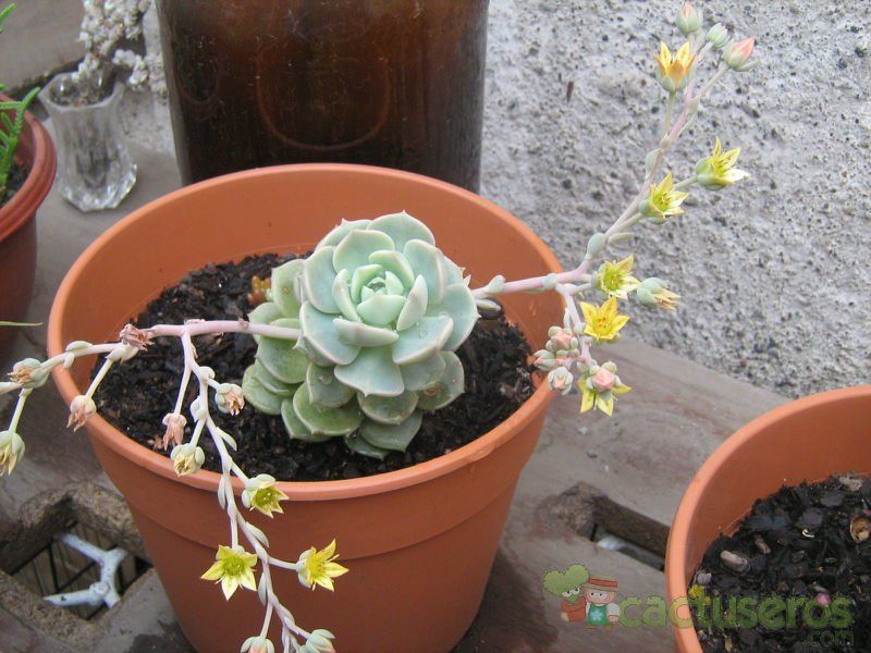 Una foto de Graptoveria cv. Titubans (Graptopetalum paraguayense x Echeveria derenbergii)