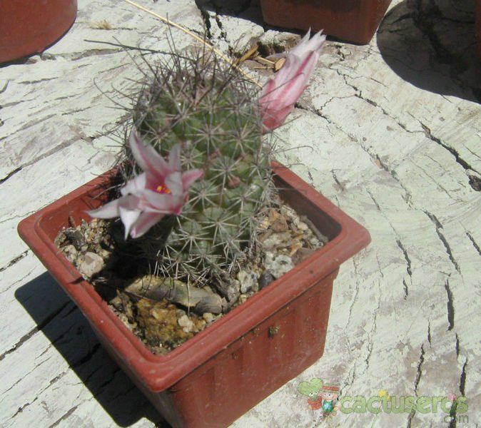 A photo of Mammillaria albicans subsp. fraileana