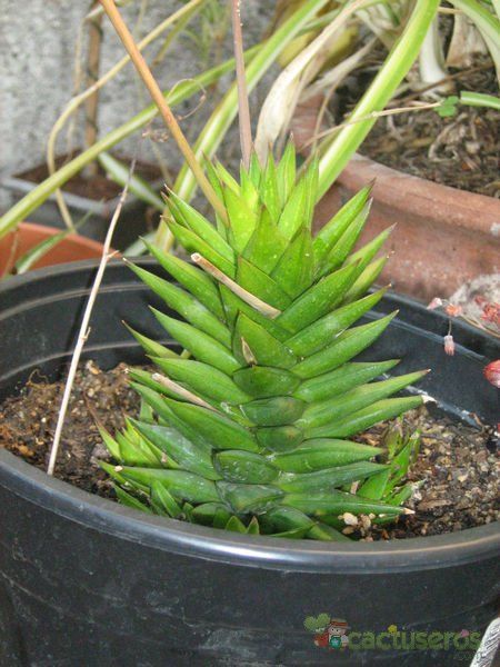 A photo of Astroloba spiralis