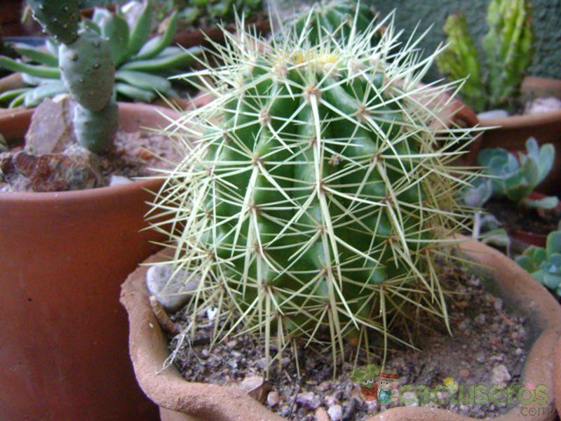 Una foto de Echinocactus grusonii