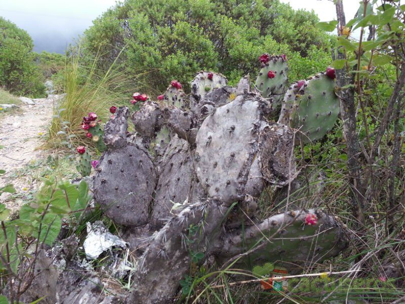 Una foto de Opuntia littoralis
