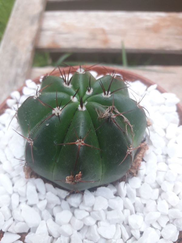 Una foto de Parodia ottonis