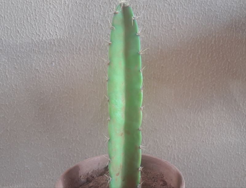 Photo of a cactus currently being identified