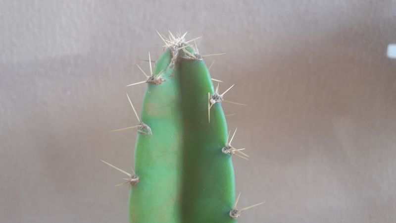 Photo of a cactus currently being identified