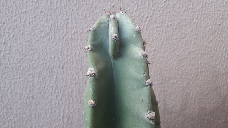 Photo of a cactus currently being identified
