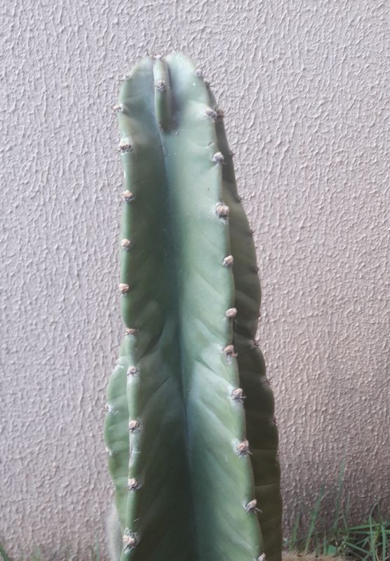 Photo of a cactus currently being identified