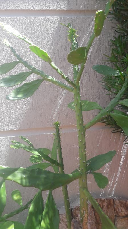 Una foto de Brasiliopuntia brasiliensis
