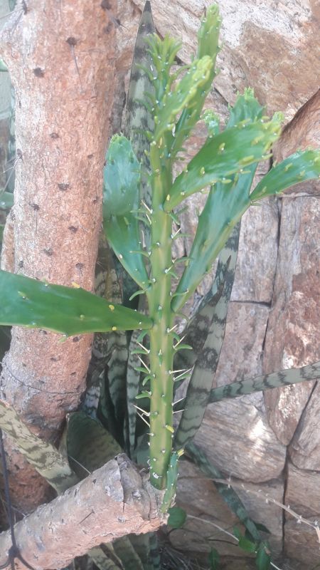 Una foto de Brasiliopuntia brasiliensis