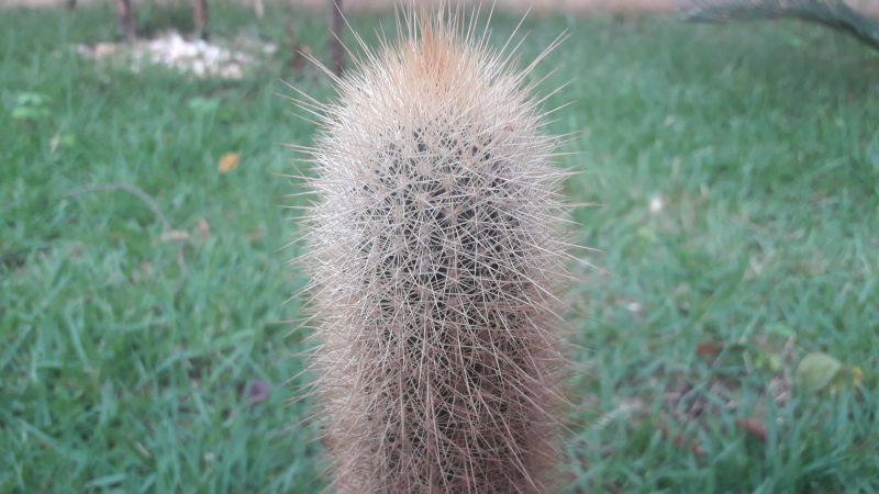 A photo of Cleistocactus hyalacanthus