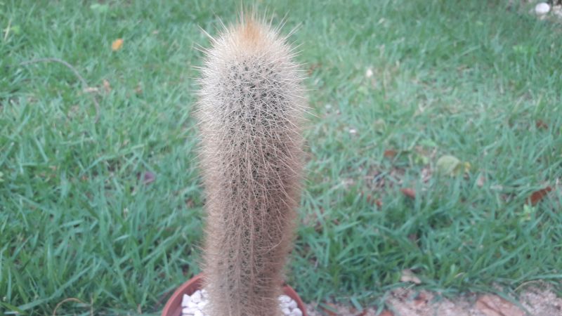 A photo of Cleistocactus hyalacanthus