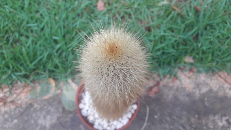 A photo of Cleistocactus hyalacanthus