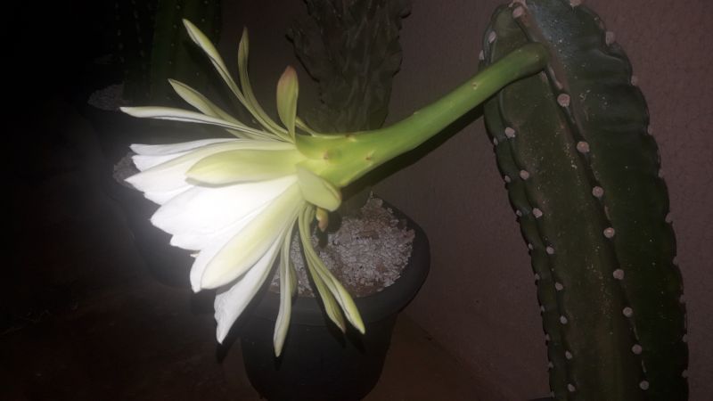 Photo of a cactus currently being identified