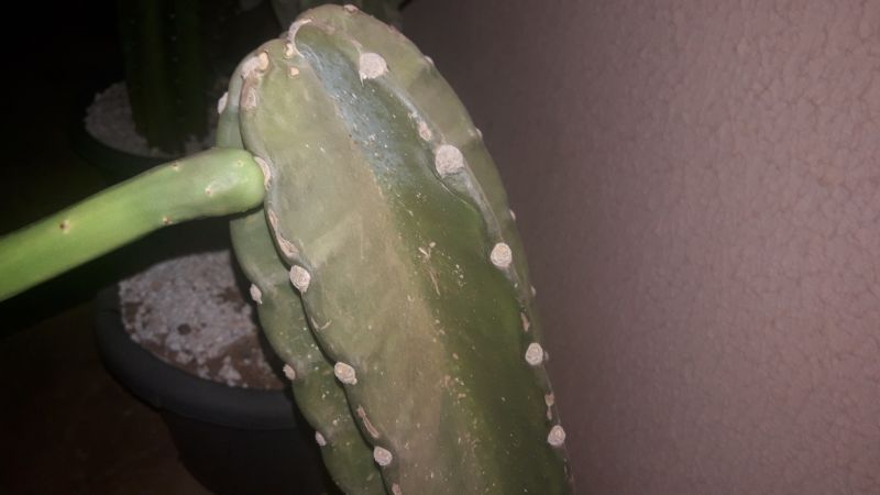 Photo of a cactus currently being identified