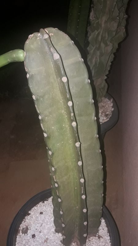 Photo of a cactus currently being identified