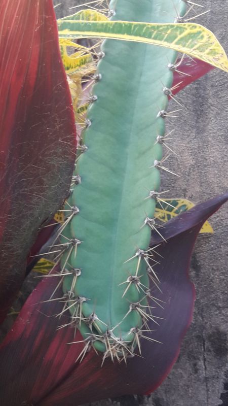 Photo of a cactus currently being identified