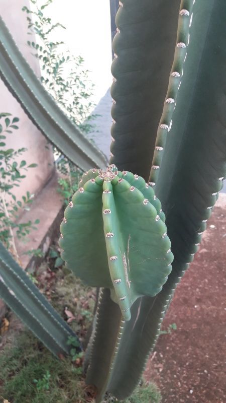 Una foto de Cereus jamacaru