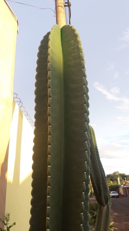 Una foto de Cereus jamacaru