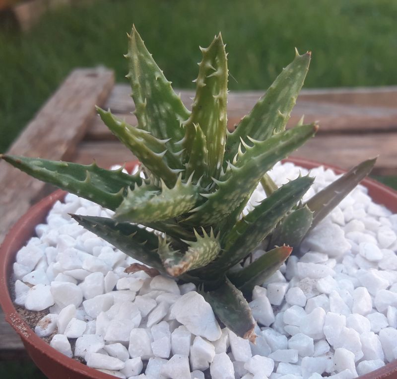 Una foto de Aloe juvenna