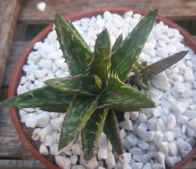 Una foto de Aloe juvenna