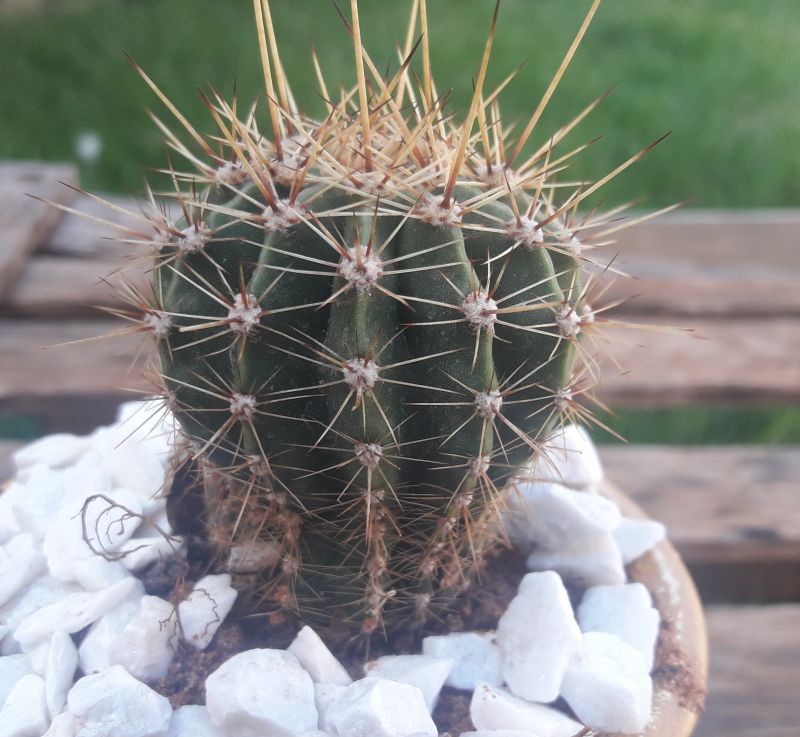 A photo of Echinopsis oxygona
