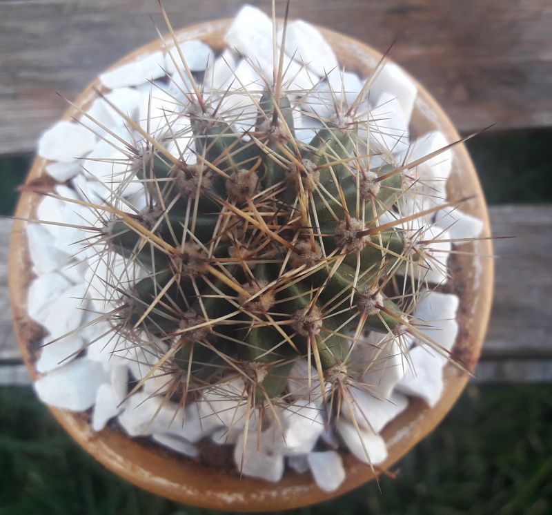 A photo of Echinopsis oxygona