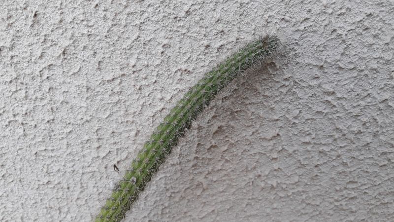 Foto de un cactus que se está identificando actualmente