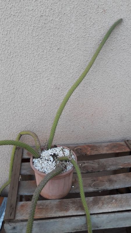 Foto de un cactus que se está identificando actualmente