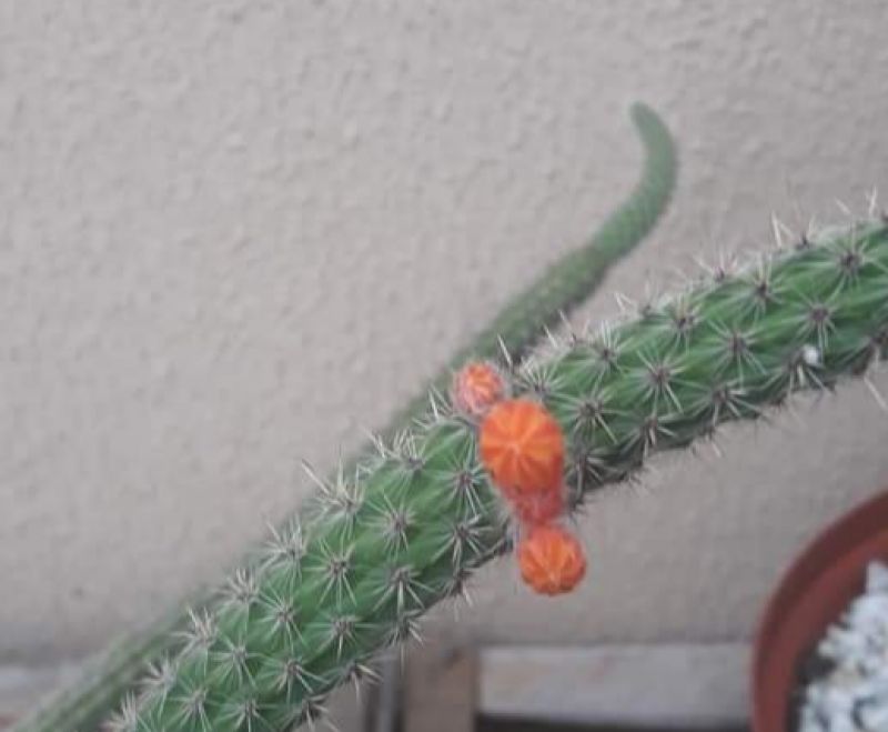 Foto de un cactus que se está identificando actualmente