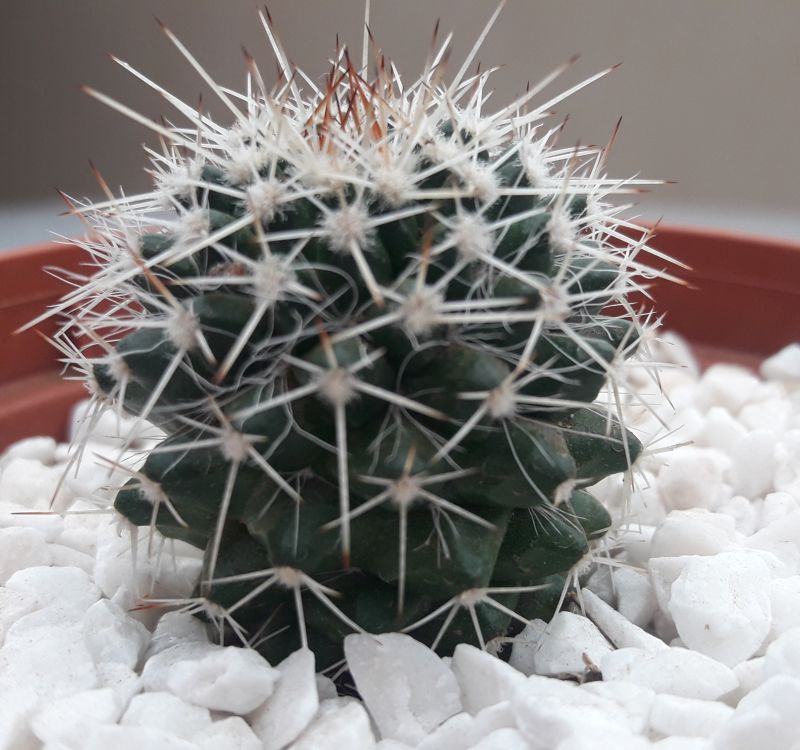 A photo of Mammillaria karwinskiana subsp. karwinskiana