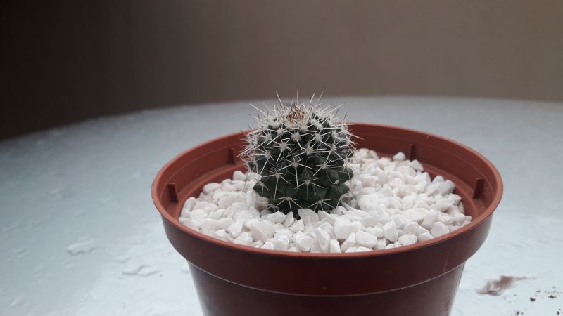 A photo of Mammillaria karwinskiana subsp. karwinskiana