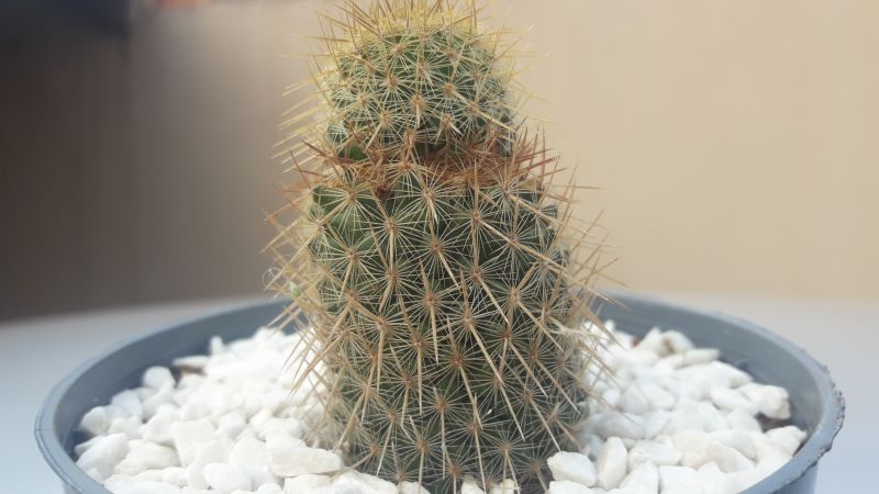 A photo of Mammillaria eriacantha