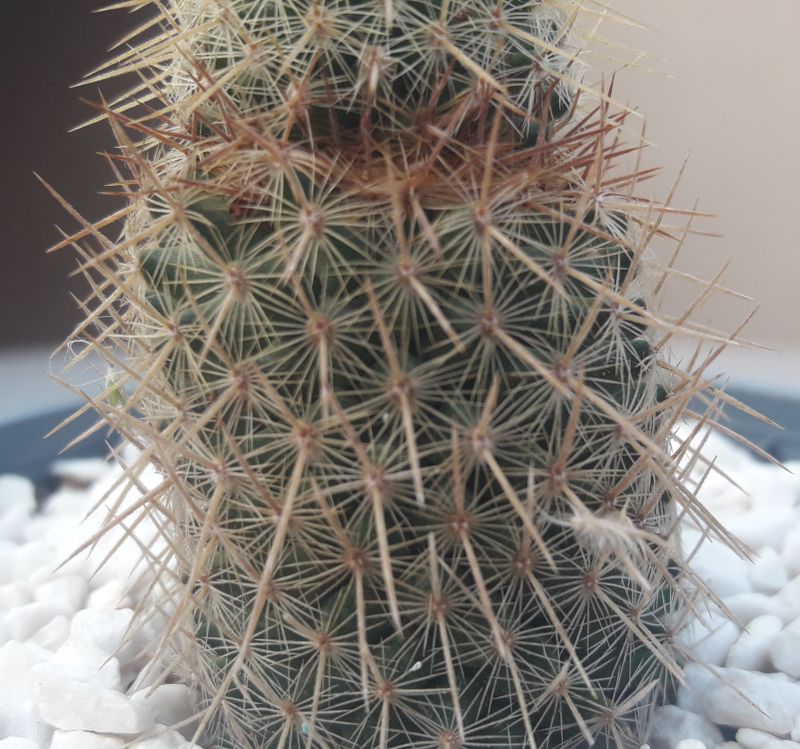 A photo of Mammillaria eriacantha