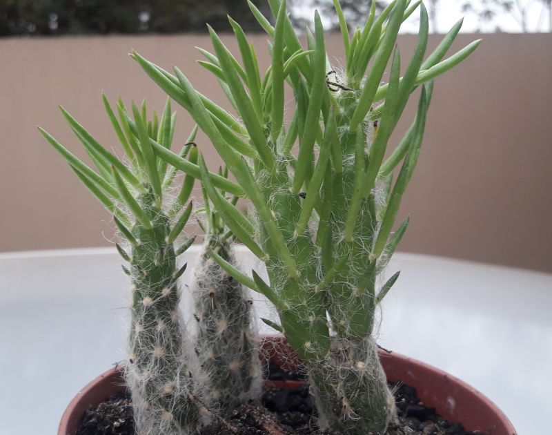 Una foto de Austrocylindropuntia vestita