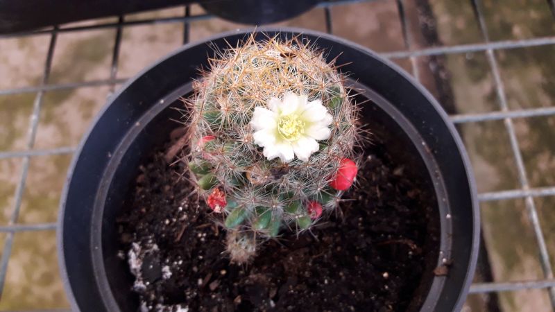 A photo of Mammillaria prolifera