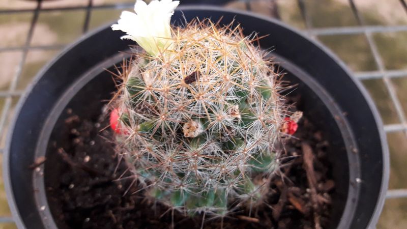 A photo of Mammillaria prolifera