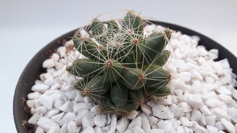 Una foto de Mammillaria sphaerica