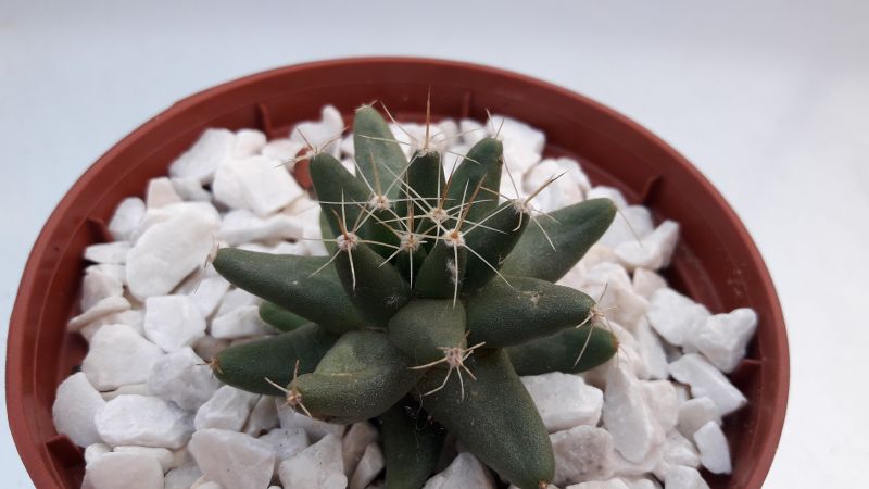 A photo of Mammillaria longimamma