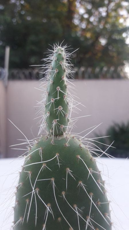 A photo of Opuntia pailana