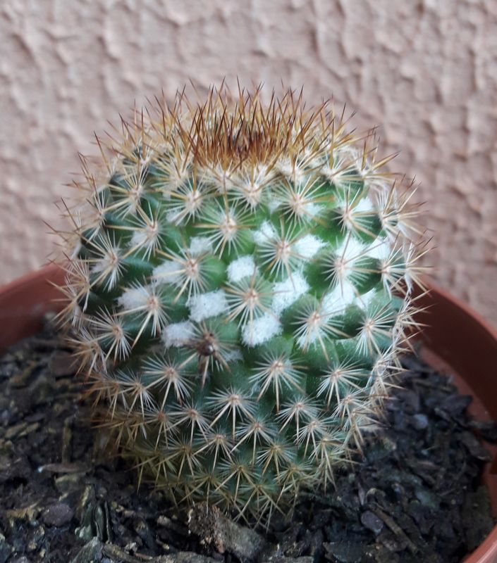 A photo of Mammillaria columbiana ssp. columbiana