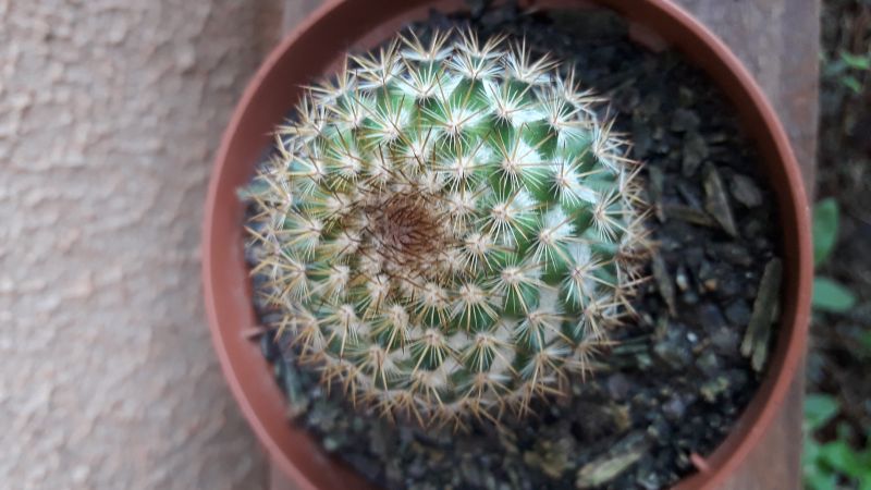 A photo of Mammillaria columbiana ssp. columbiana