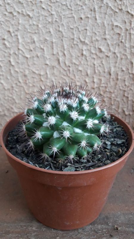 Una foto de Mammillaria mammillaris
